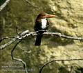 Halcyon_smyrnensis_11233