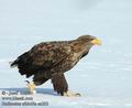 Haliaeetus_albicilla_aa0293