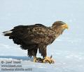 Haliaeetus_albicilla_aa0295