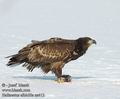 Haliaeetus_albicilla_aa0412