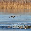 Haliaeetus_albicilla_ba0912