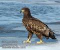 Haliaeetus_albicilla_d8958