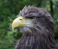 Haliaeetus_albicilla_pa7235006