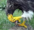 Haliaeetus_pelagicus_fc2987