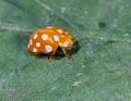 Halyzia_16-guttata_10560