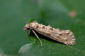 Hapsifera_luridella_dt4222s