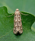 Hapsifera_luridella_dt4256s