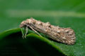 Hapsifera_luridella_dt4280s