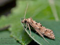 Hapsifera_luridella_ja1783s