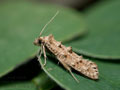 Hapsifera_luridella_ja1799s