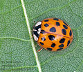 Harmonia_axyridis_bh3414