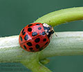 Harmonia_axyridis_bs5723