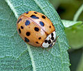 Harmonia_axyridis_bs5725