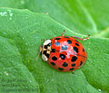 Harmonia_axyridis_bs5871