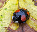 Harmonia_axyridis_spectabilis_bm0712