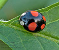 Harmonia_axyridis_spectabilis_bs4216