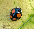 Harmonia_axyridis_spectabilis_bu8194