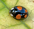 Harmonia_axyridis_spectabilis_bu8198