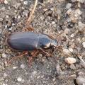 Harpalus_autumnalis_af1585