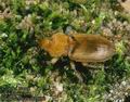 Harpalus_flavescens_6680