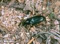 Harpalus_smaragdinus_10561