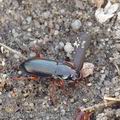 Harpalus_smaragdinus_af1593