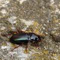 Harpalus_smaragdinus_aj9090