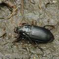 Harpalus_zabroides_af0599