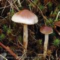 Hebeloma_mesophaeum_am1970