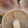 Hebeloma_mesophaeum_bm6593