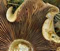 Hebeloma_radicosum_bm4608