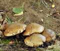 Hebeloma_radicosum_bm6037