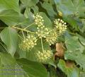 Hedera_helix_a7237