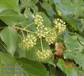 Hedera_helix_a7237