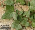 Hedera_helix_a7240