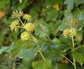 Hedera_helix_a7249