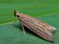 Helcystogramma_albinervis_cc4405s