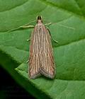 Helcystogramma_albinervis_ct0020s