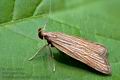 Helcystogramma_albinervis_ct0063s