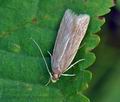 Helcystogramma_rufescens_bu4104