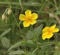 Helianthemum_grandiflorum_af5952