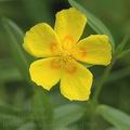 Helianthemum_grandiflorum_af5960