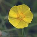 Helianthemum_grandiflorum_af5961