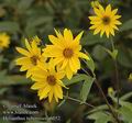 Helianthus_tuberosus_a6052