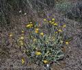 Helichrysum_italicum_bt7196