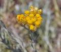 Helichrysum_italicum_bt7198