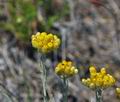 Helichrysum_italicum_bt7202