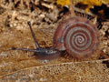 Helicodonta_obvoluta_a6115
