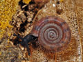 Helicodonta_obvoluta_a6118