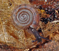 Helicodonta_obvoluta_a6128